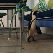 企鹅小镇 Penguin Town
