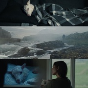 羊崽 Dýrið