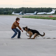 忠犬帕尔玛 Пальма