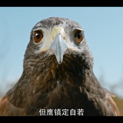 点击查看图片 微观世界 Tiny Creatures