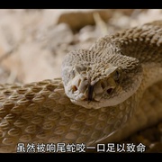 点击查看图片 微观世界 Tiny Creatures