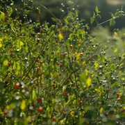 墨西哥：地球生命的狂欢 Mexico: Earth's Festival Of Life
