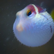 河豚之家：神奇的珊瑚礁 Microworlds: Reef