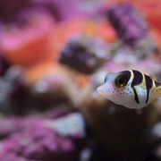 河豚之家：神奇的珊瑚礁 Microworlds: Reef