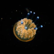 河豚之家：神奇的珊瑚礁 Microworlds: Reef