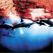 点击查看图片 海豚湾 The Cove