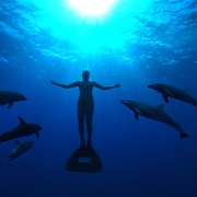 点击查看图片 海豚湾 The Cove