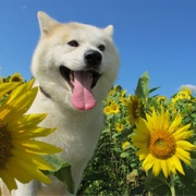 星守之犬 星守る犬