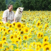 星守之犬 星守る犬