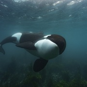 鲸的秘密 Secrets of the Whales