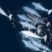 鲸的秘密 Secrets of the Whales