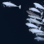 鲸的秘密 Secrets of the Whales