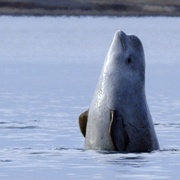 鲸的秘密 Secrets of the Whales