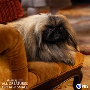 点击查看图片 万物生灵 第三季 All Creatures Great and Small Season 3