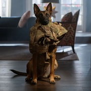 点击查看图片 忠犬 Dog