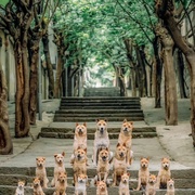 忠犬八公