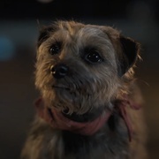 点击查看图片 复仇狗联盟 Strays