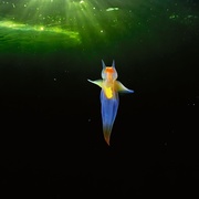 地球脉动 第三季 Planet Earth Season 3
