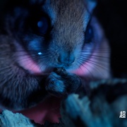 点击查看图片 超凡动物奇观 Super/Natural