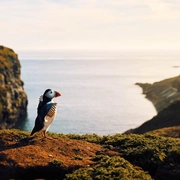 点击查看图片 野性英伦 Wild Isles