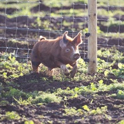 点击查看图片 克拉克森的农场 第三季 Clarkson's Farm Season 3