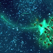点击查看图片 少年派的奇幻漂流 Life of Pi