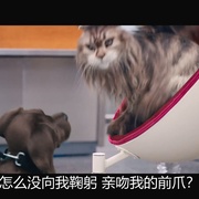 点击查看图片 猫狗大乱斗 Chien et Chat