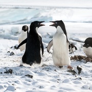企鹅 Penguins