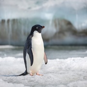 企鹅 Penguins