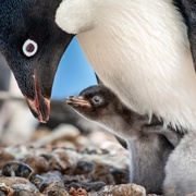 企鹅 Penguins