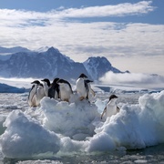 企鹅 Penguins