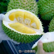 点击查看图片 猫山王中王
