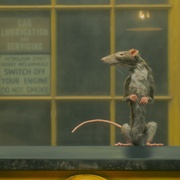 捕鼠人 The Rat Catcher