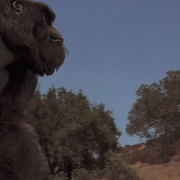 点击查看图片 无敌大猩猩 Mighty Joe Young