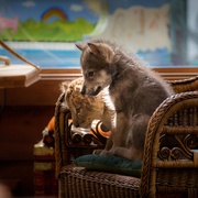 点击查看图片 狮子与狼 Le loup et le lion