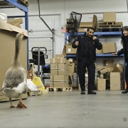 点击查看图片 动物管制官 第一季 Animal Control Season 1