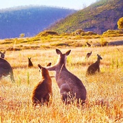 袋鼠谷 Kangaroo Valley