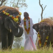 点击查看图片 小象守护者 The Elephant Whisperers