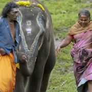 点击查看图片 小象守护者 The Elephant Whisperers