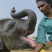 点击查看图片 小象守护者 The Elephant Whisperers