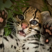 野猫 Wildcat