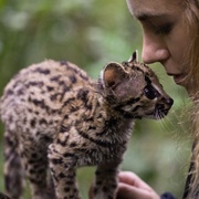 野猫 Wildcat