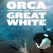 虎鲸对上大白鲨 Orca vs. Great White