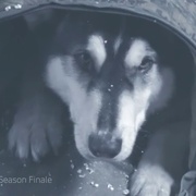 点击查看图片 僵尸国度 第二季 Z Nation Season 2