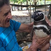 我的企鹅朋友 My Penguin Friend
