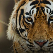 老虎 Tiger