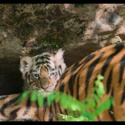 老虎 Tiger
