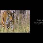 老虎 Tiger