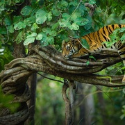 老虎 Tiger