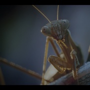 虫虫历险记 A Real Bug's Life
